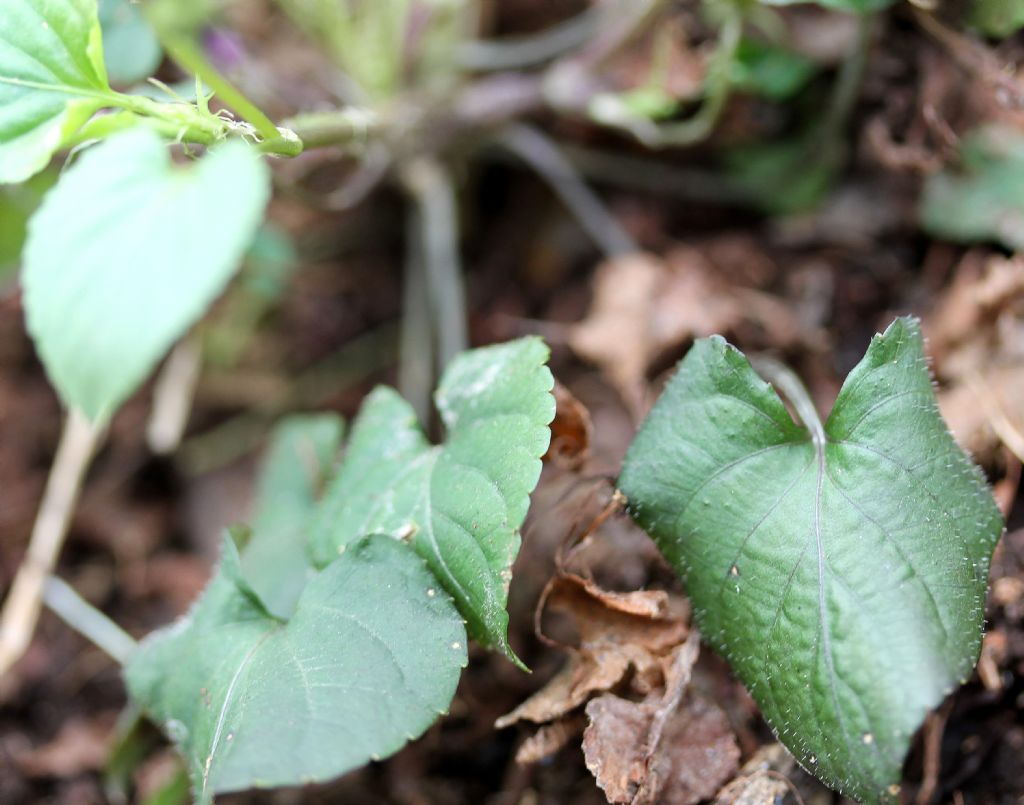 Azeglio (TO) - Viola reichenbachiana